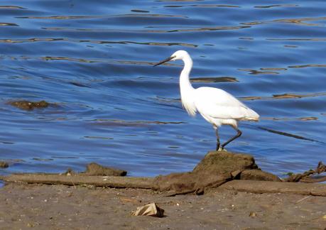 CRECIENDO ENTRE PÁJAROS Y PAJAREROS
