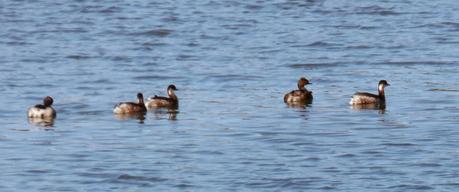 CRECIENDO ENTRE PÁJAROS Y PAJAREROS
