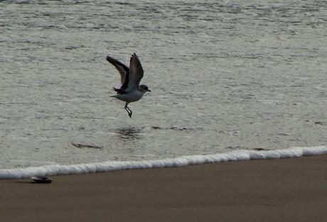 CRECIENDO ENTRE PÁJAROS Y PAJAREROS