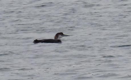 CRECIENDO ENTRE PÁJAROS Y PAJAREROS