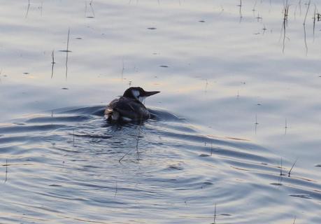CRECIENDO ENTRE PÁJAROS Y PAJAREROS