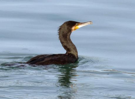 CRECIENDO ENTRE PÁJAROS Y PAJAREROS