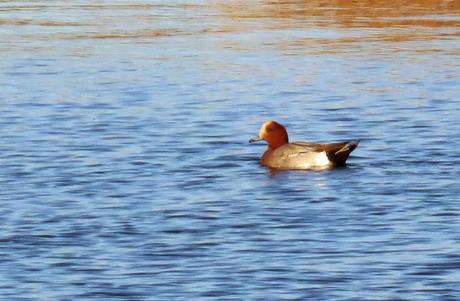CRECIENDO ENTRE PÁJAROS Y PAJAREROS