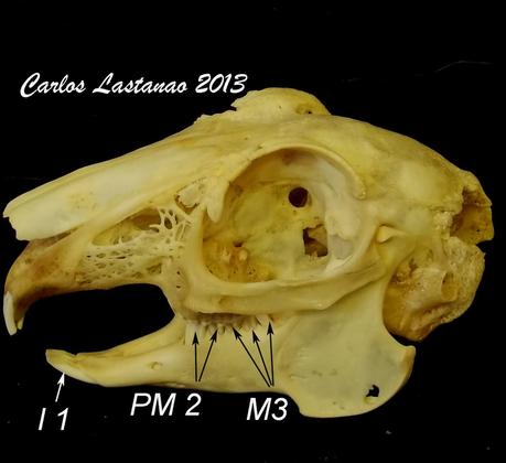 Los dientes de los mamíferos. Lagomorfos