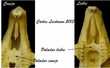 Los dientes de los mamíferos. Lagomorfos