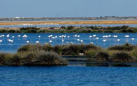 Parque Natural de Doñana Matalascañas, mar y naturaleza en un mismo destino