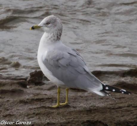 LARUS DELAWERENSIS