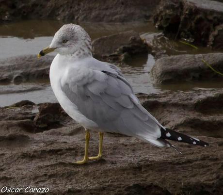 LARUS DELAWERENSIS