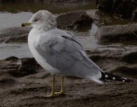 LARUS DELAWERENSIS