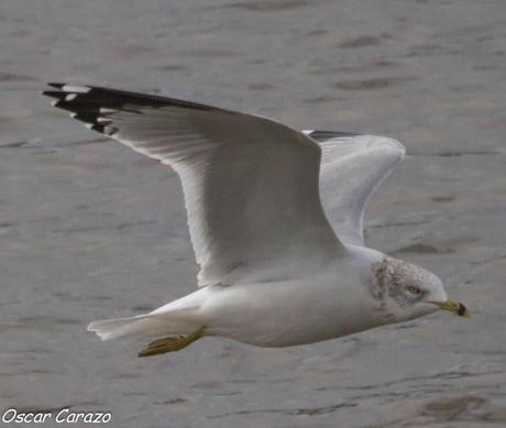 LARUS DELAWERENSIS