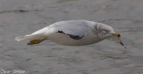 LARUS DELAWERENSIS