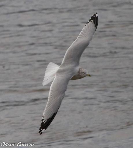 LARUS DELAWERENSIS