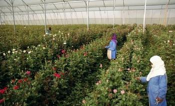 Colapso alimentario a la vista: muchas de las grandes corporaciones de la agricultura y la alimentación global e industrializada irán cayendo una tras otra.