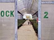 Colapso alimentario vista: muchas grandes corporaciones agricultura alimentación global industrializada irán cayendo tras otra