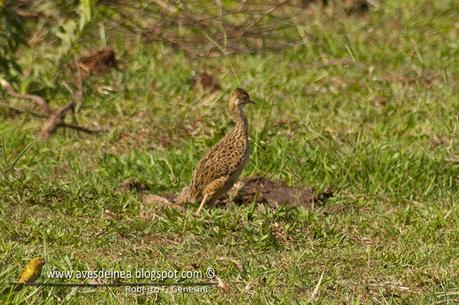 Inambú común (Spotted Nothura) Nothura maculosa