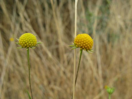 Los fuegos como conductores de cambios evolutivos