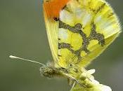 Anthocharis euphenoides (Staudinger, 1869)