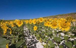 Los biocombustibles proceden de vegetales, pero eso no significan que sean ecológicos