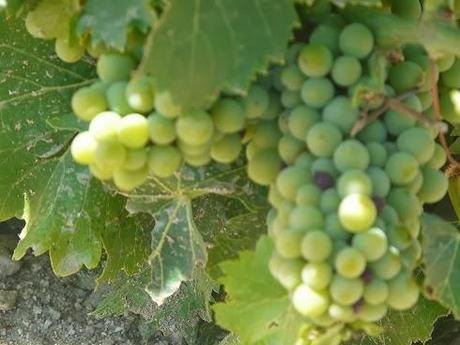 El vino y la salud Uvas que curan