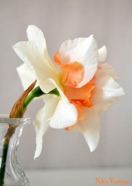 Blog hop, macro del dia ... Narciso Doble Acropolis