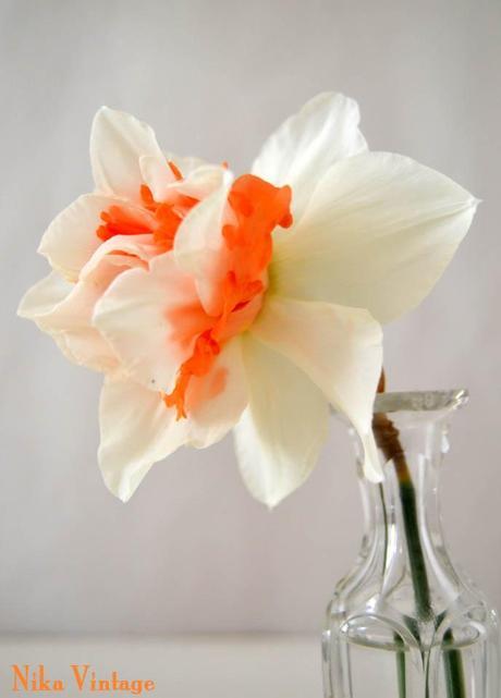 Blog hop, macro del dia ... Narciso Doble Acropolis