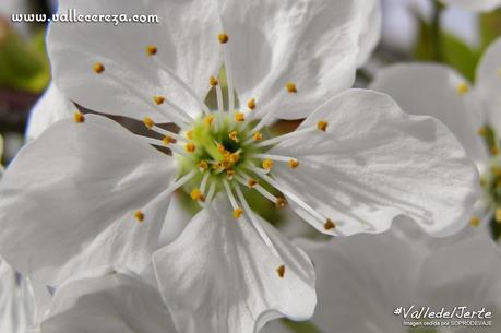 Flor de cerezo o sakura