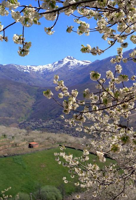 Cerezo en Flor en el Valle del Jerte. Foto Turismo Extremadura