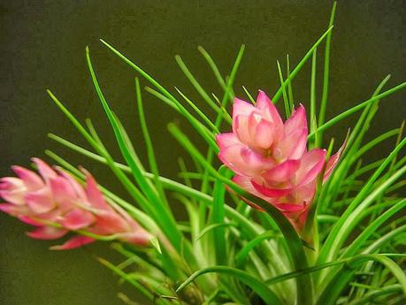 stricta Tillandsia