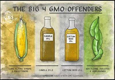 GMO: Organismos modificados genéticamente