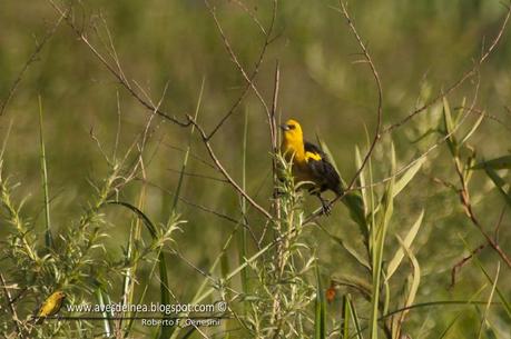 Tordo amarillo (Saffron-cowled Blackbird) Xanthopsar flavus