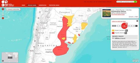 Tordo amarillo (Saffron-cowled Blackbird) Xanthopsar flavus