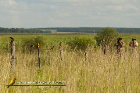 Tordo amarillo (Saffron-cowled Blackbird) Xanthopsar flavus