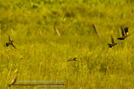 Tordo amarillo (Saffron-cowled Blackbird) Xanthopsar flavus