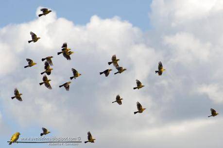 Tordo amarillo (Saffron-cowled Blackbird) Xanthopsar flavus