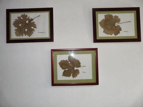 Partes en las que se divide la vid