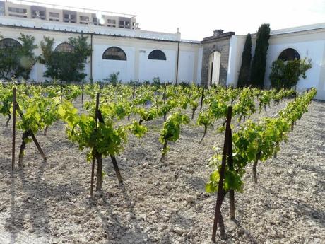 Partes en las que se divide la vid