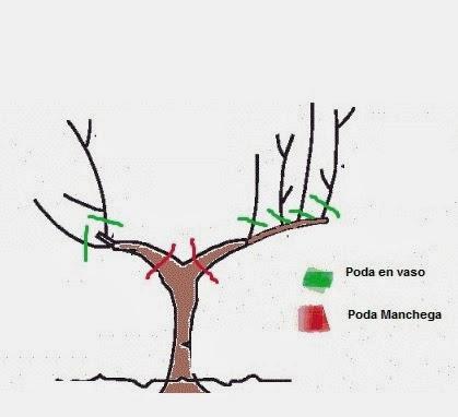 La Vid la Viña y su ciclo biológico