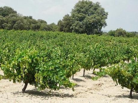 La Vid la Viña y su ciclo biológico