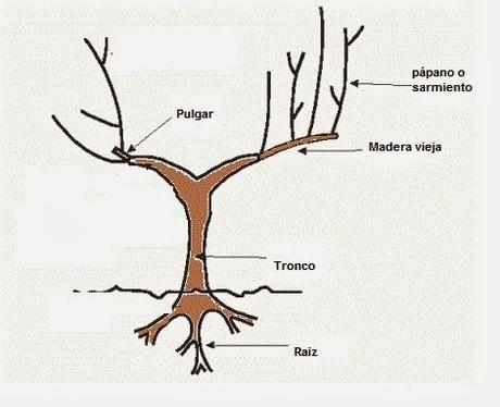 La Vid la Viña y su ciclo biológico