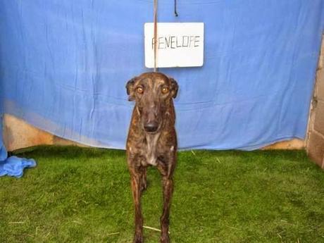 OTRO DESECHO DE CAZADOR, PENELOPE SE MERECE UN HOGAR. (CUIDAD REAL)