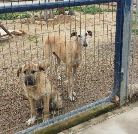 MADY, DEBIDO A SU EDAD LA HAN DESECHADO POR NO SERVIR PARA CAZAR. (BADAJOZ)