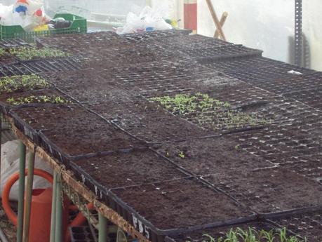 VARIEDAD DE PLANTAS EN LOS SEMILLEROS VARIEDAD DE PLANTAS EN LOS SEMILLEROS