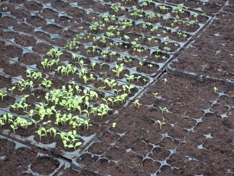 VARIEDAD DE PLANTAS EN LOS SEMILLEROS