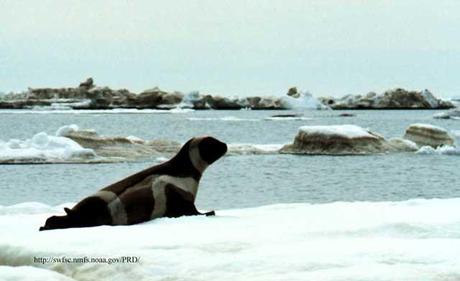 foca del hielo listada