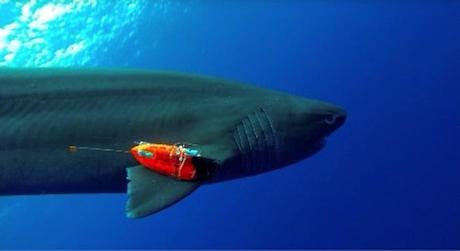 tiburón con sensor