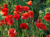 Marzo, llegas junto luna nueva!!!