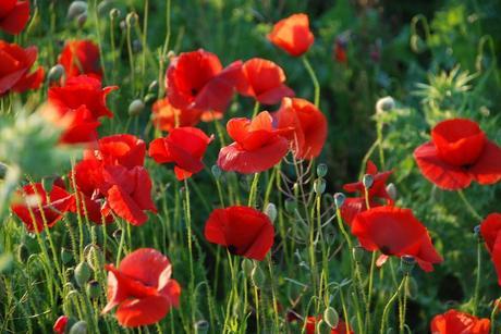 Marzo (Sant Cugat, mayo 2011) MARZO, QUE LLEGAS JUNTO A LA LUNA NUEVA!!!