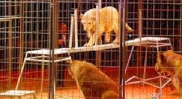 Como percibe la realidad un niño de tres años.(Los recuerdos del primer día que me llevarón al circo)