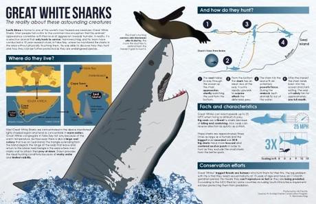 The Science Behind Great White Shark Predation 