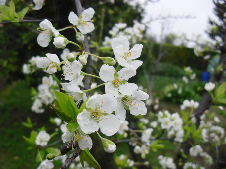 LA ACTIVIDAD EN EL HUERTO EN FEBRERO 2014